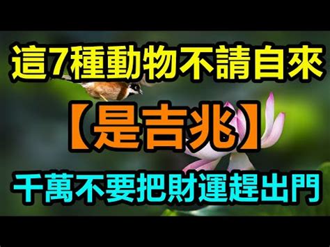 自來鳥|為何自來雀遠離？風水師教改運